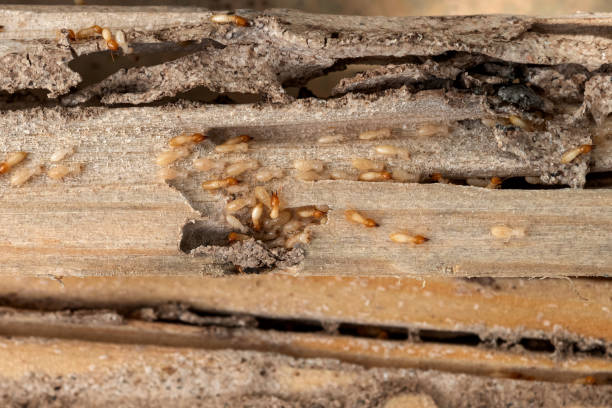 Best Pest Inspection Near Me  in Bayou Cane, LA